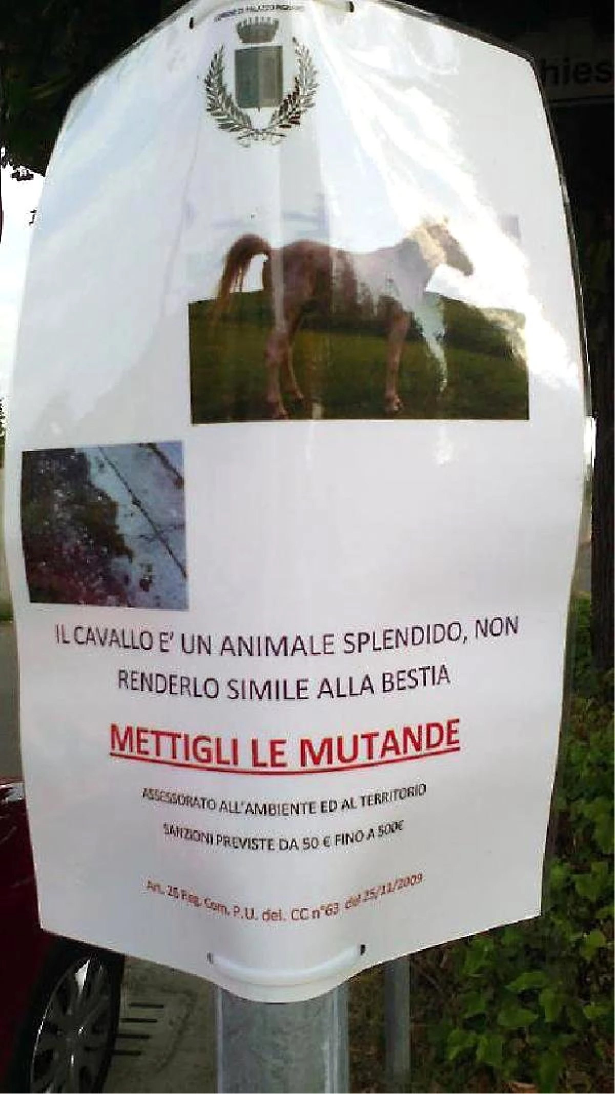 İtalya: Atına Don Giydirmeyene 500 Euro Ceza