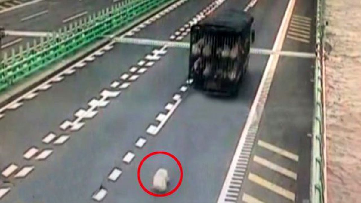 Kamyondan Düşen Domuz Trafiği Felç Etti