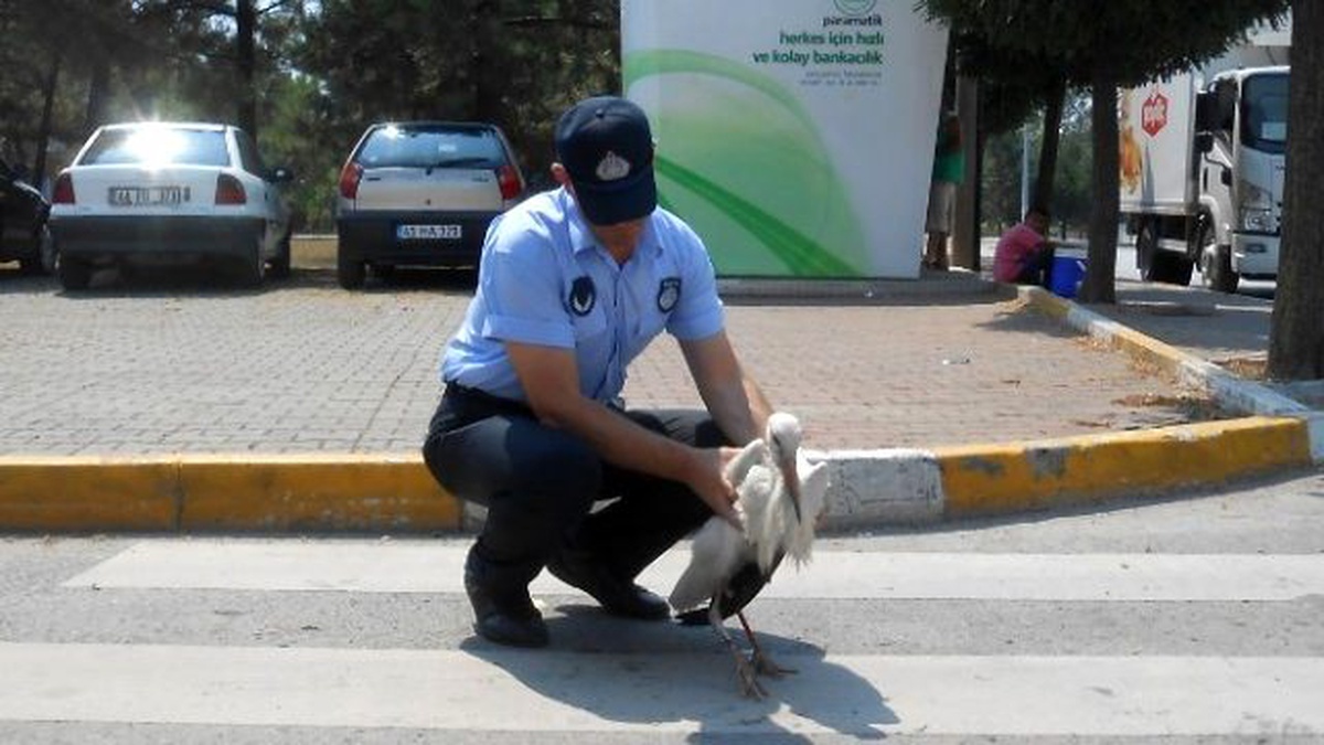 Kartepe Zabıtası Yaralı Leyleğin Yardımına Yetişti