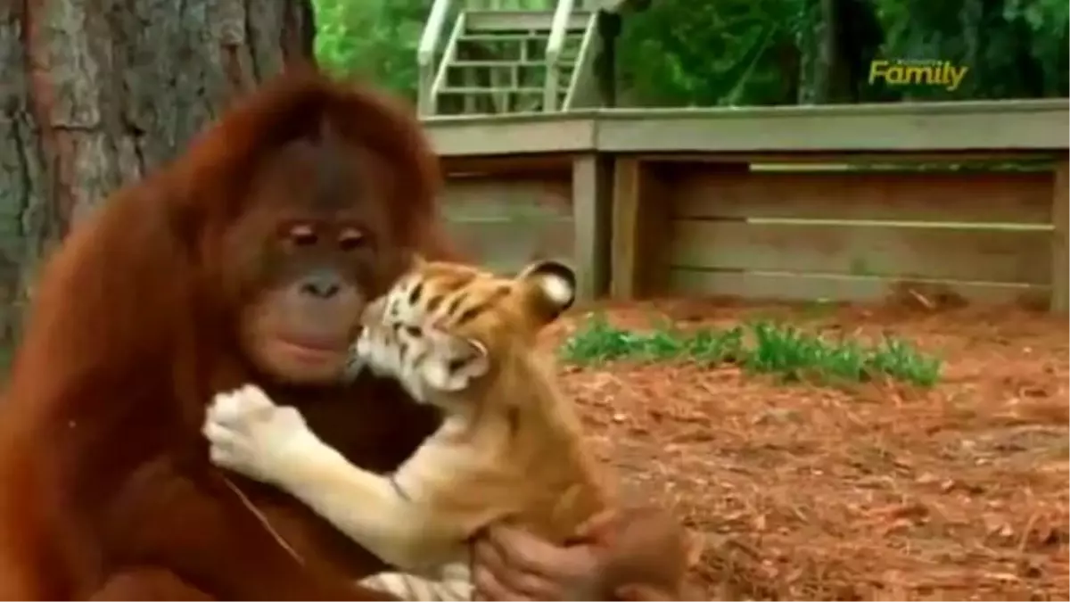 Kendini Kaplanların Annesi Sanan Orangutan