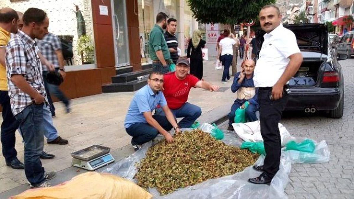Kürtün Fındığı Pazarda