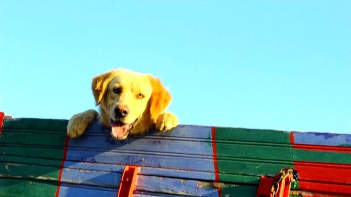 Sevimli Köpeğin Kamyonla Yolculuğu