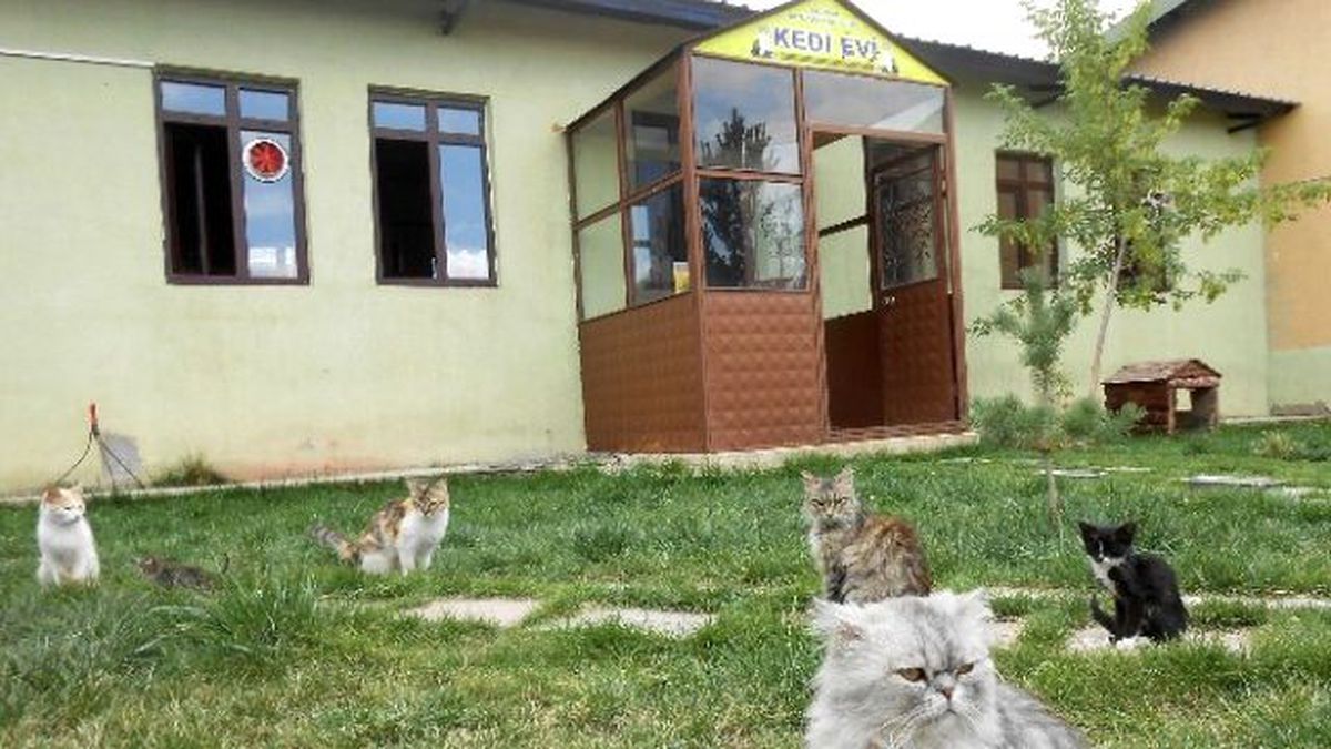 Sokak Hayvanlarına Konforlu Bakım Evi