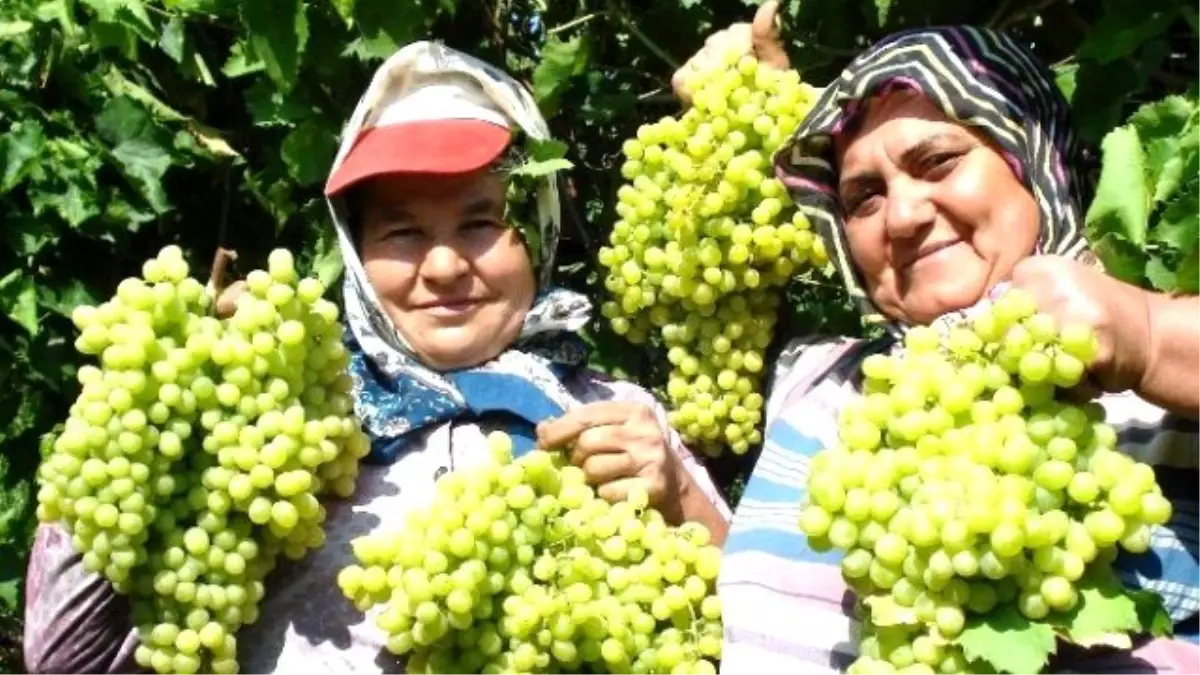 Sultaniye Üzümleri Piyasaya Çıktı