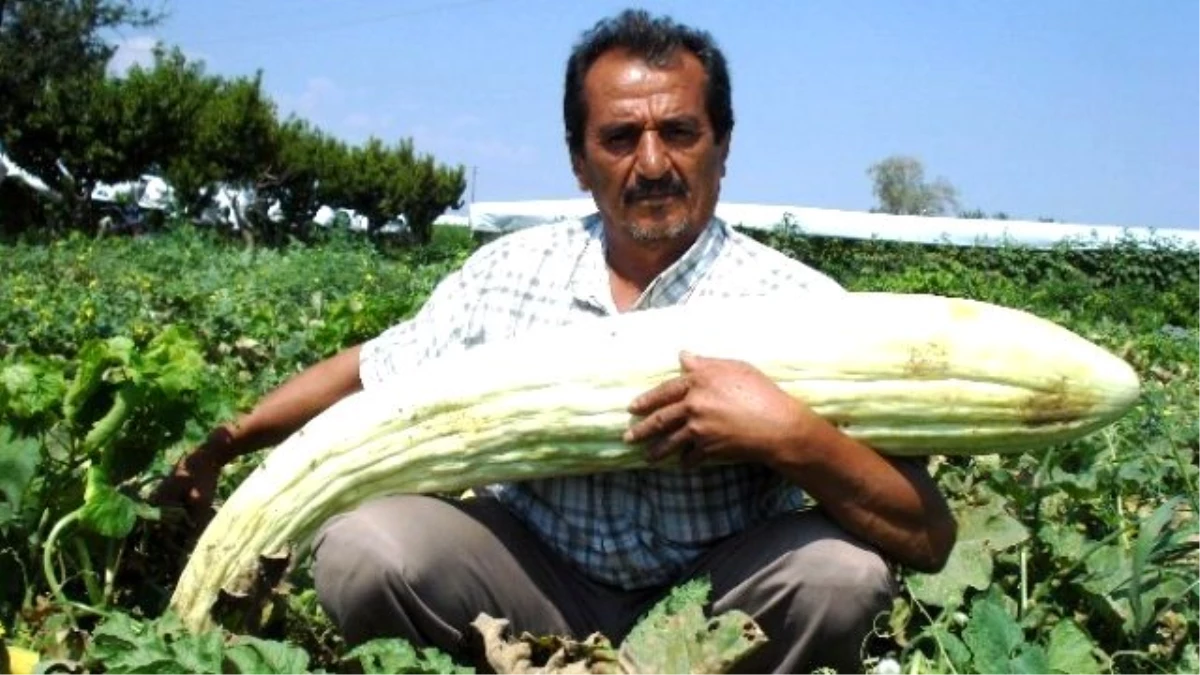 Tarlasında Devasa Boyutlarda Acur ve Kabak Yetiştirdi