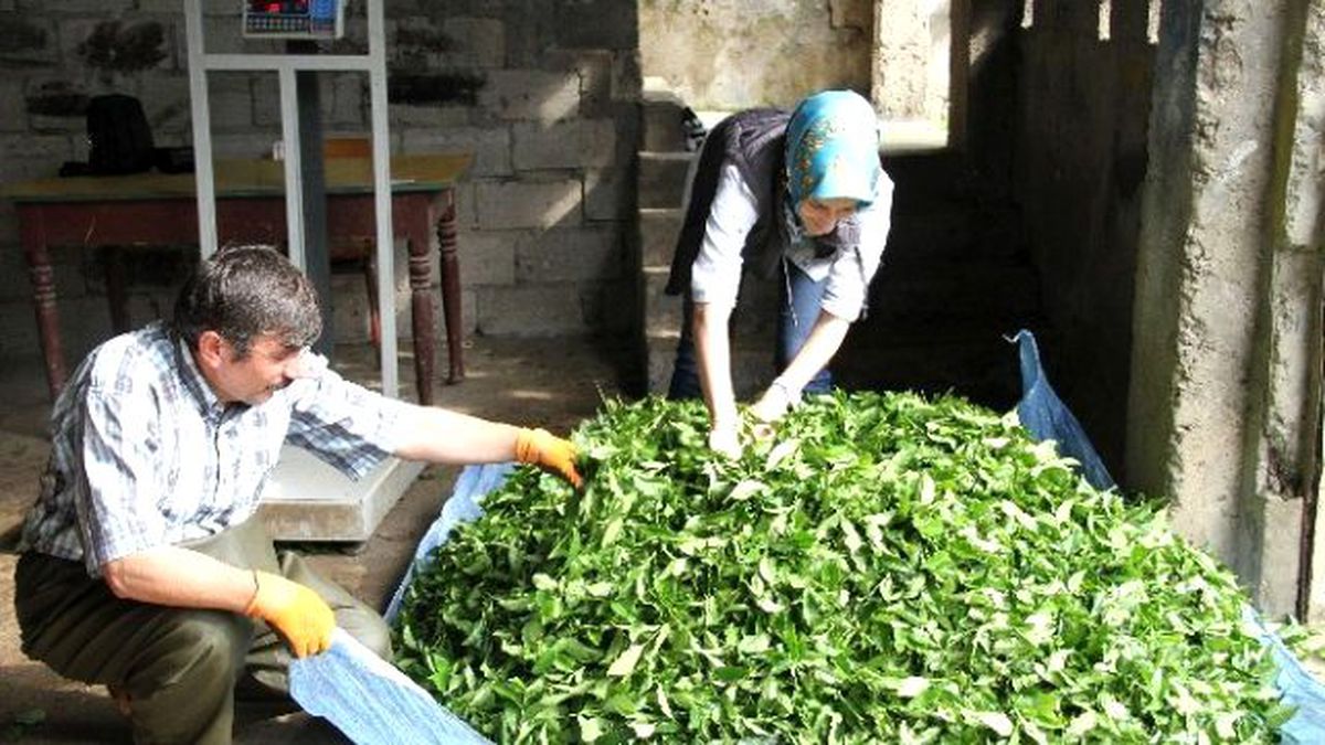 Çaykur, 3. Sürgün Yaş Çay Alımlarına Başladı