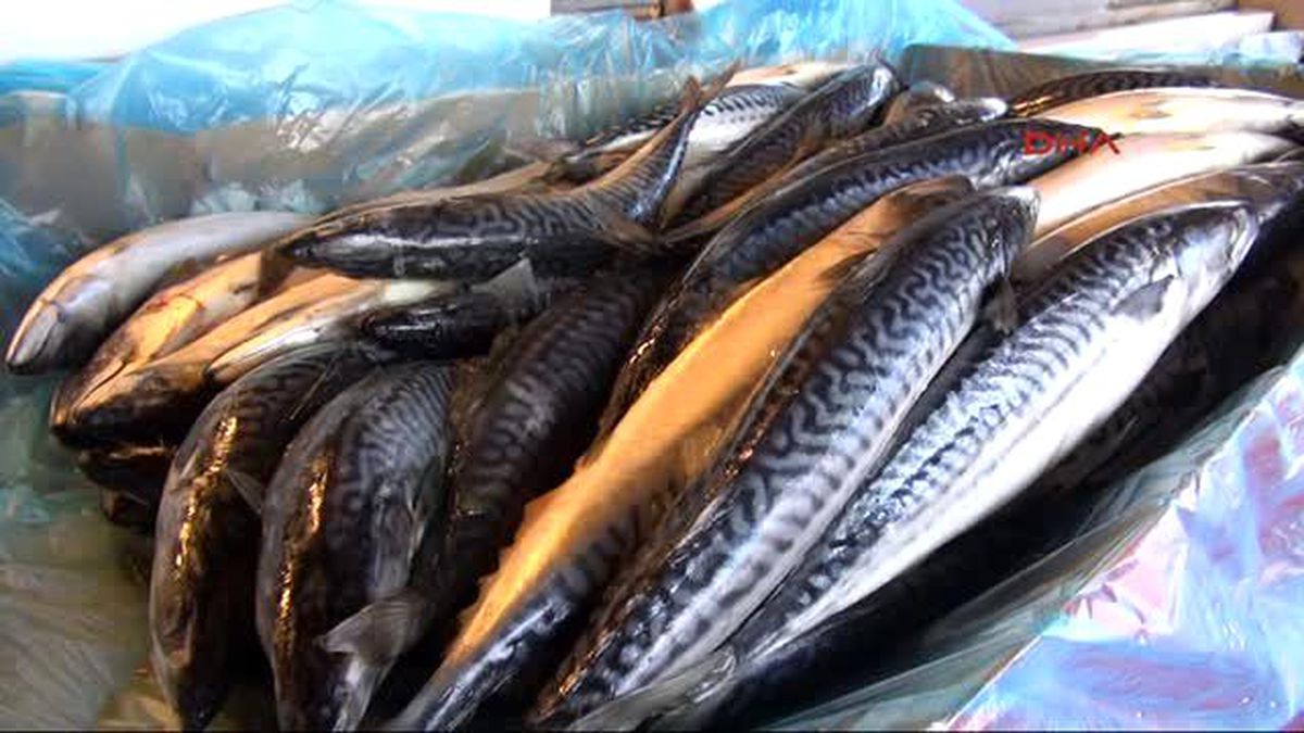 Çingene Palamutu Tezgahlardaki Yerini Aldı