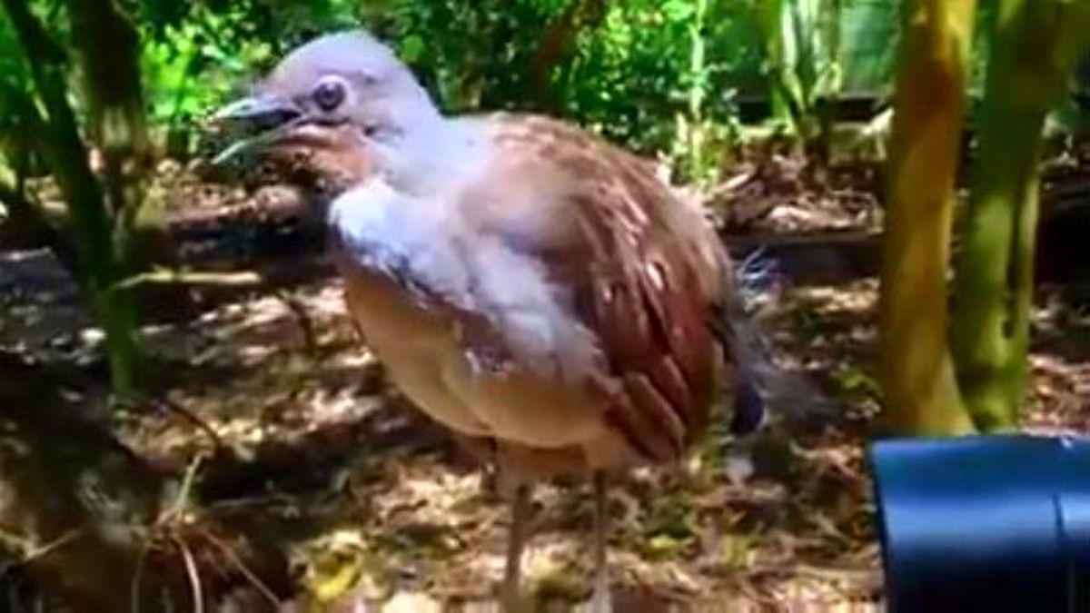 Duyduğu Her Sesi Taklit Eden Lir Kuşu