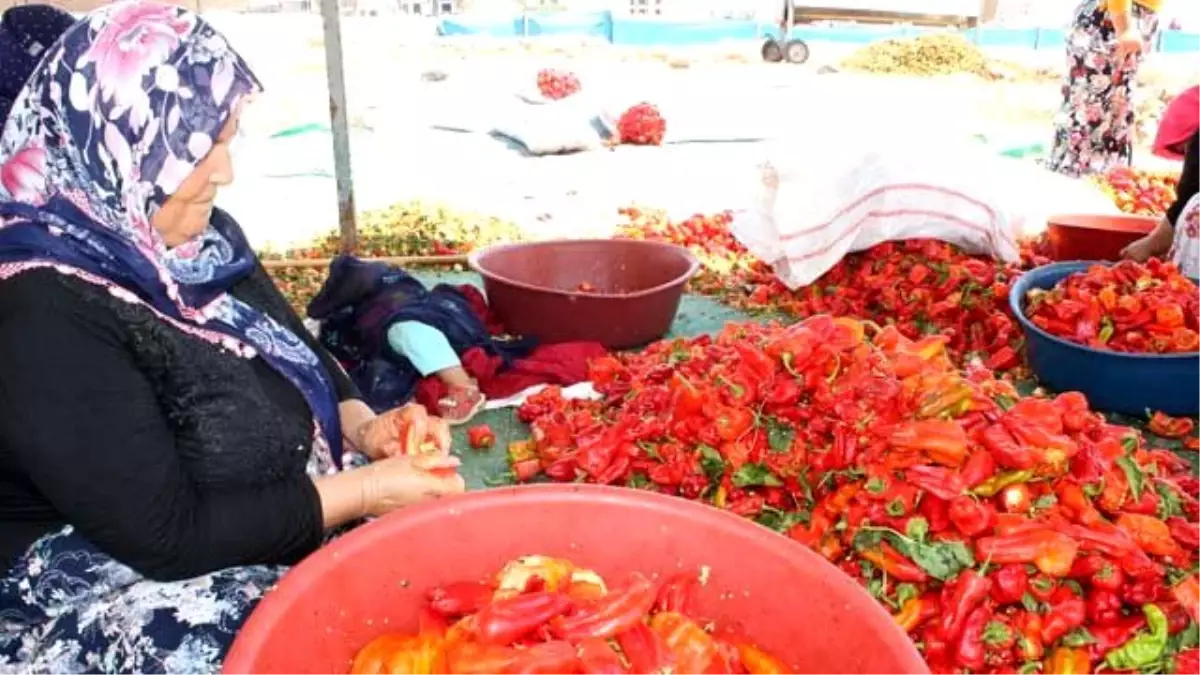 İSOT'un Bu Yıl Kilosu 30 Lira