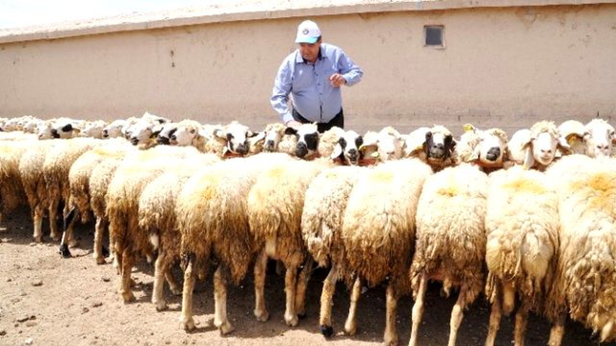 Aksaray\'da Hayvan Varlığı Sayısı Yedi Yılda Sekiz Kat Arttı