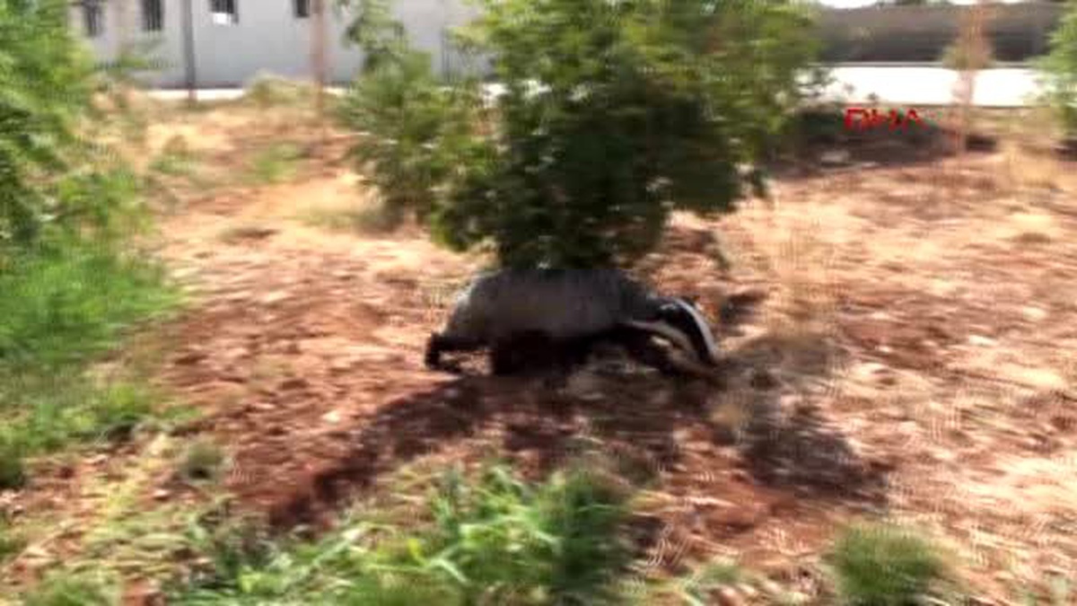 Şanlıurfa - Okul Bahçesine Porsuk Girdi