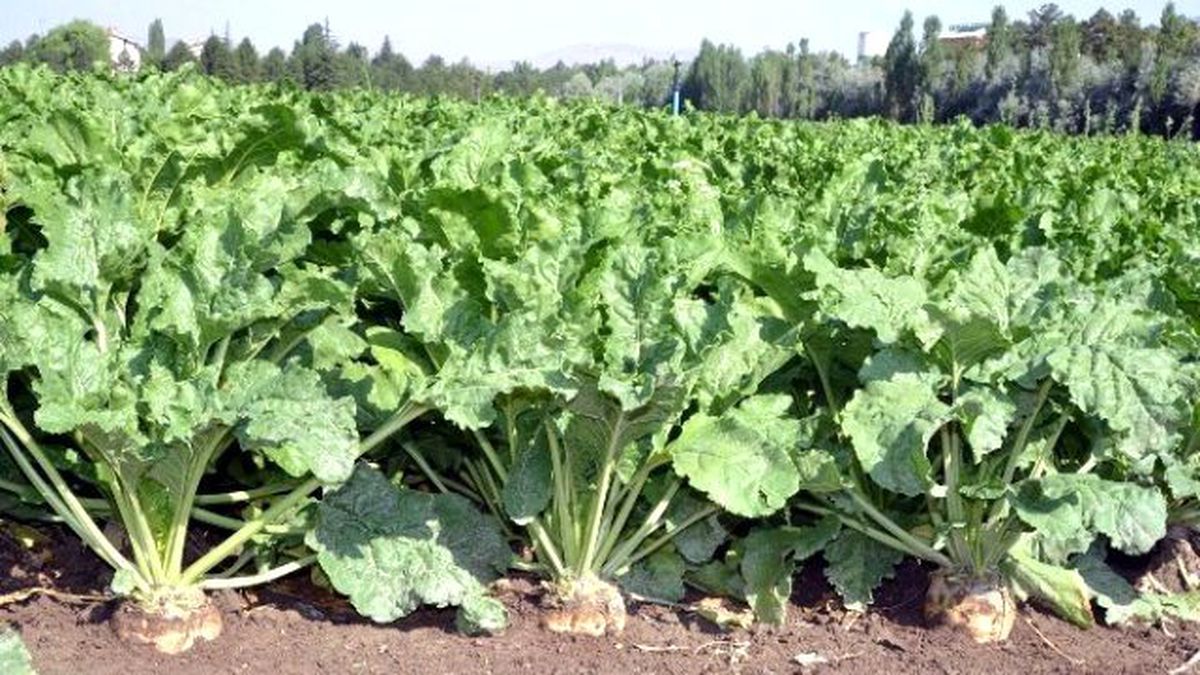 Şeker Pancarı Üretiminde Yeni Bir Sayfa Açılıyor
