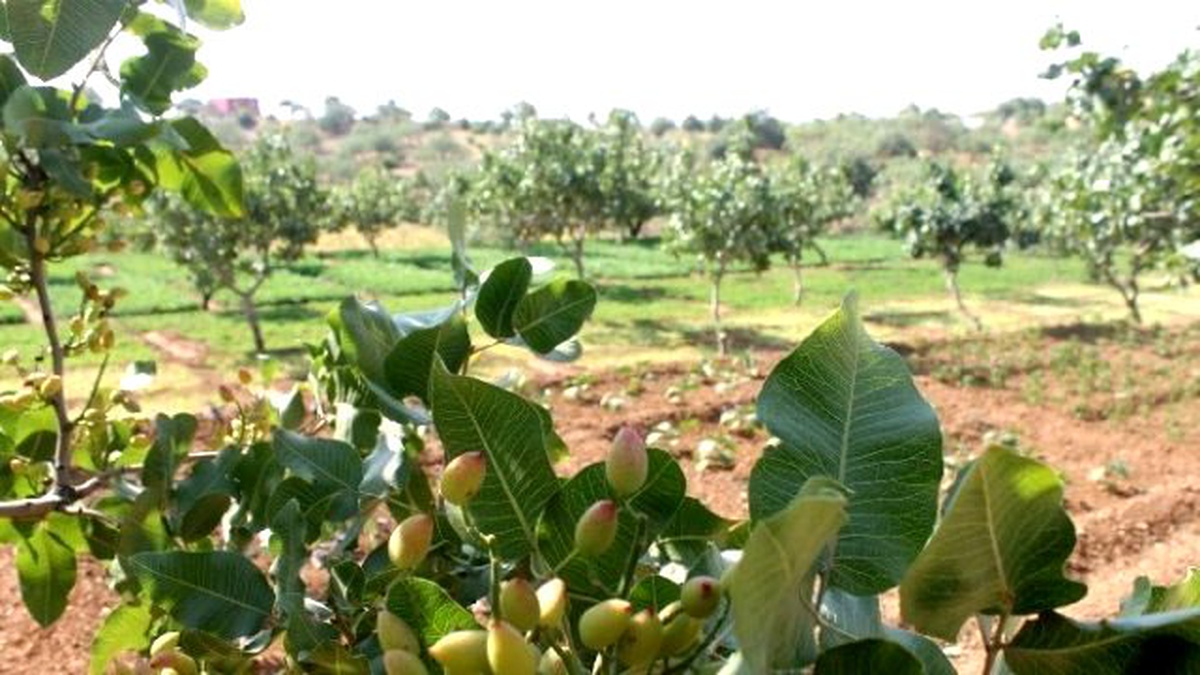 Siirt\'te Dağa, Taşa Fıstık Ekiliyor
