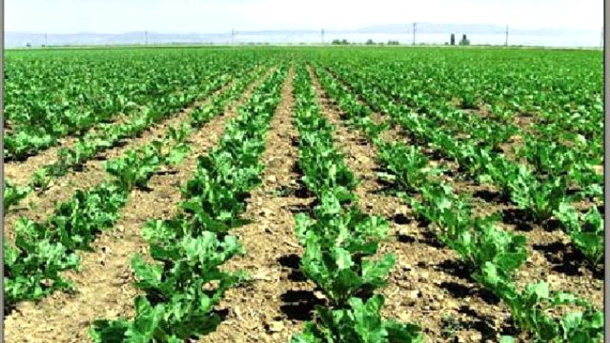 Tübitak, Kayseri Şeker\'in Projesini Destekleyecek