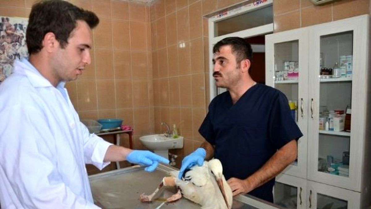 Yaralı Leylek Tedavi Edildi
