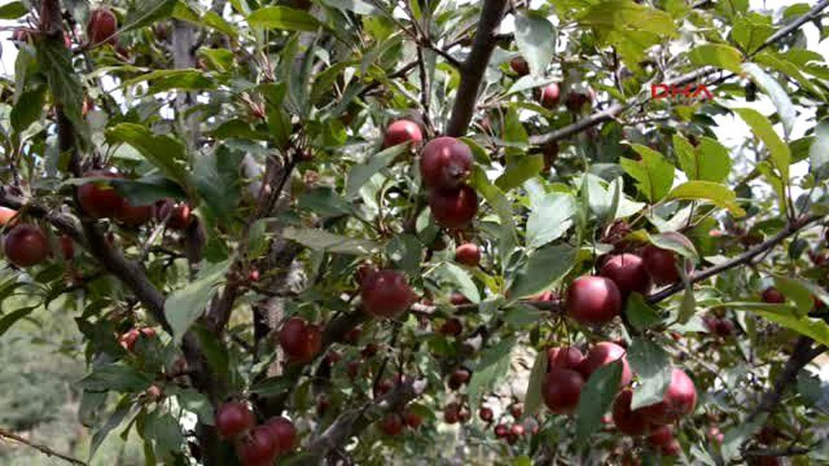Erzurum 2400 Rakımda, Kestane, Ayva ve Kayısı Yetiştirmeyi Başardı