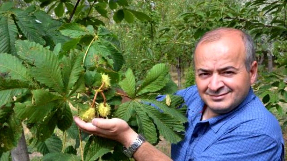 Erzurum\'da 2 Bin 400 Rakımda 13 Çeşit Meyve Yetiştiriyor