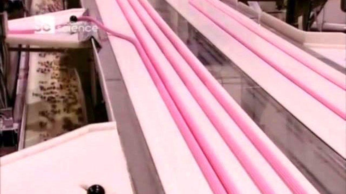 Sakız Nasıl Yapılıyor! İşte İmalat Aşaması