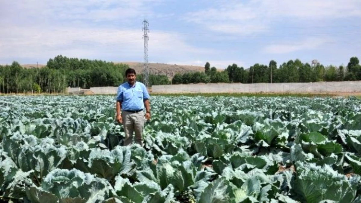 Tarlada Kalan Lahanalar Hayvanlara Yem Oluyor