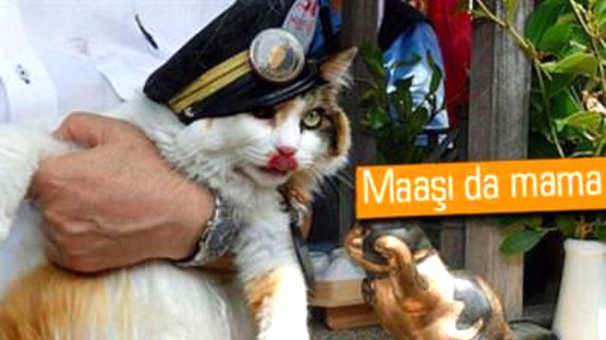 Tren İstasyonuna Şef Olarak Bir Kedi Atandı