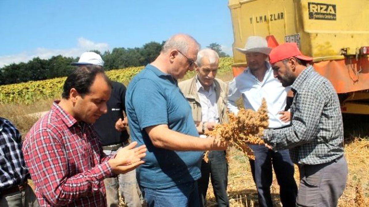 Astronot Yiyeceği Kinoa\'nın İlk Hasadı Başlıyor