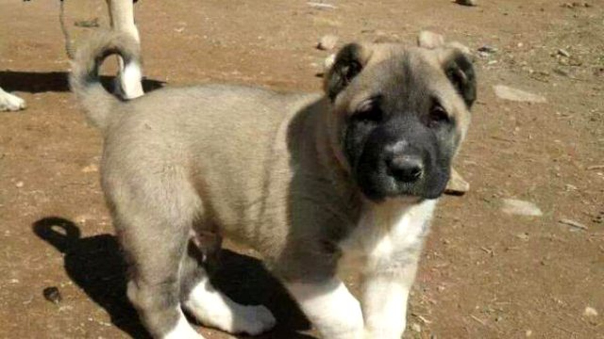 Çökelez\'in Aslanları Altın Doğuruyor