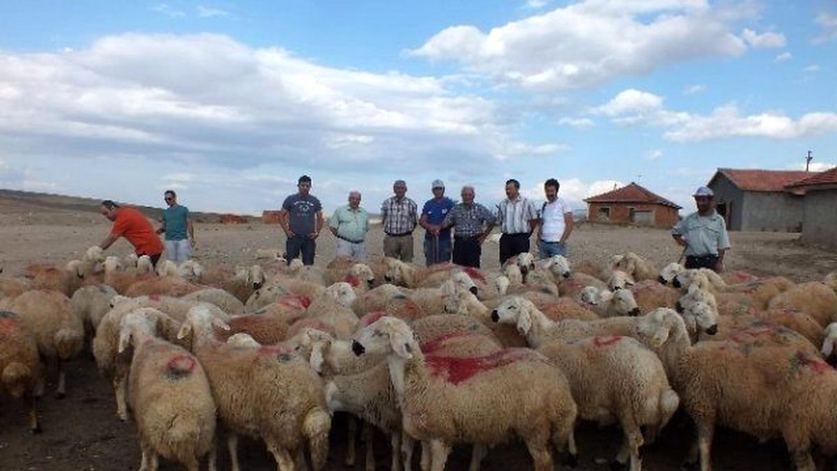 Çorum\'da Damızlık Koç Havuzu Oluşturuldu