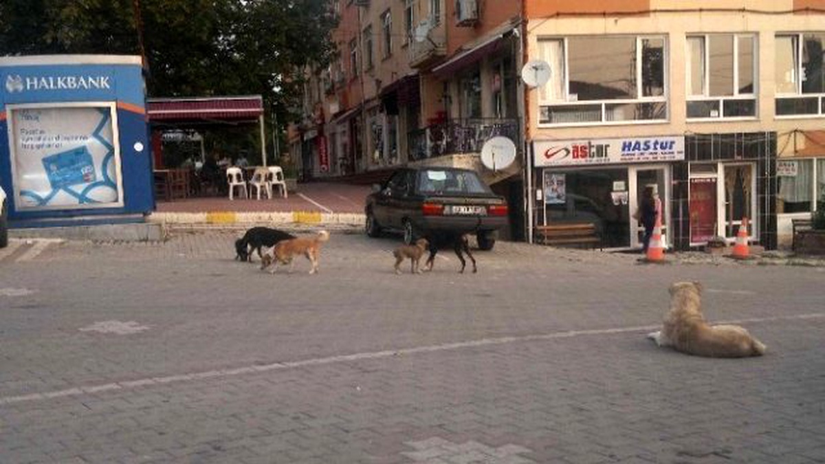 Hisarcık\'ta Sahipsiz Köpekler Korkutuyor