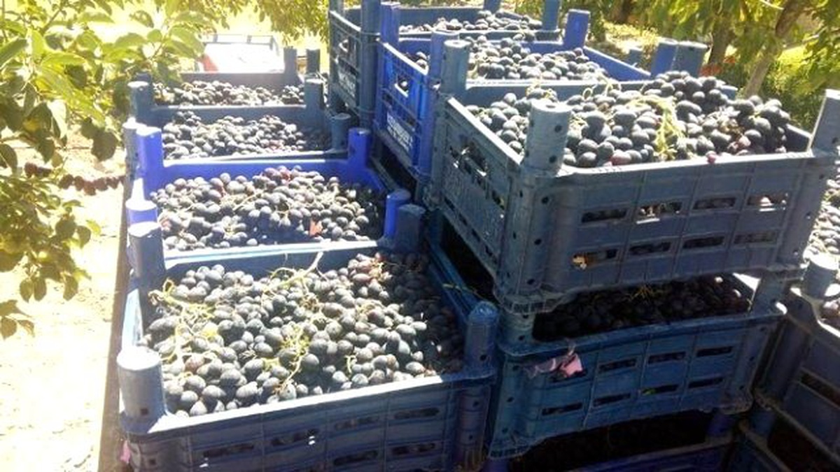 Horozkarası Üzüm Vazgeçilmez Oldu