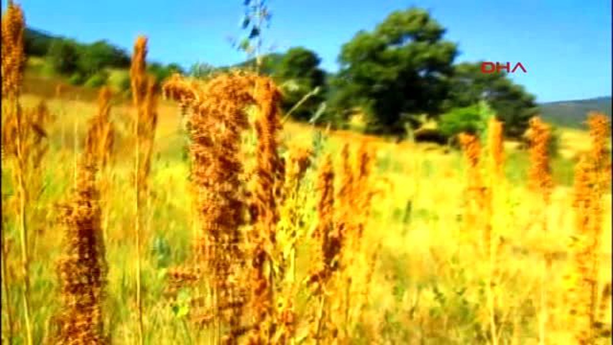 İlk Kez Dikilen Kinoa Hasadı İzleyici Topladı