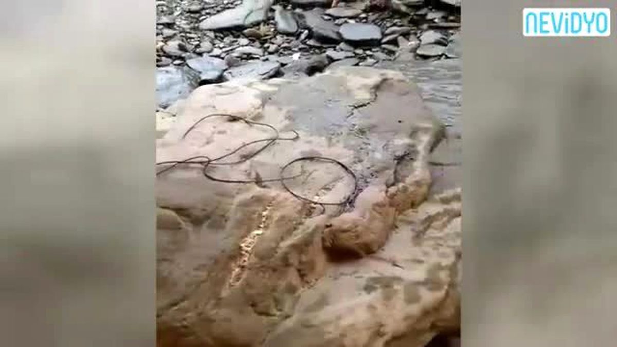 Kamp Yaparken Buldukları Canlılar...