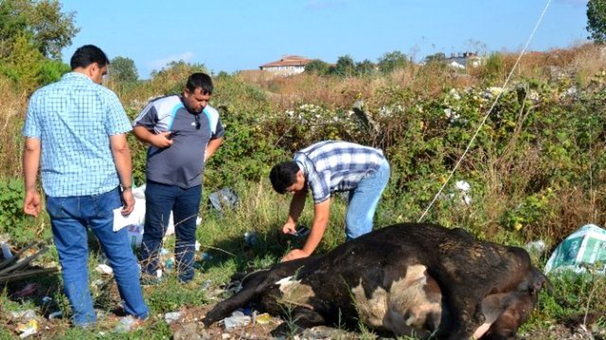 Kopan Elektrik Teline Takılan İnek Telef Oldu