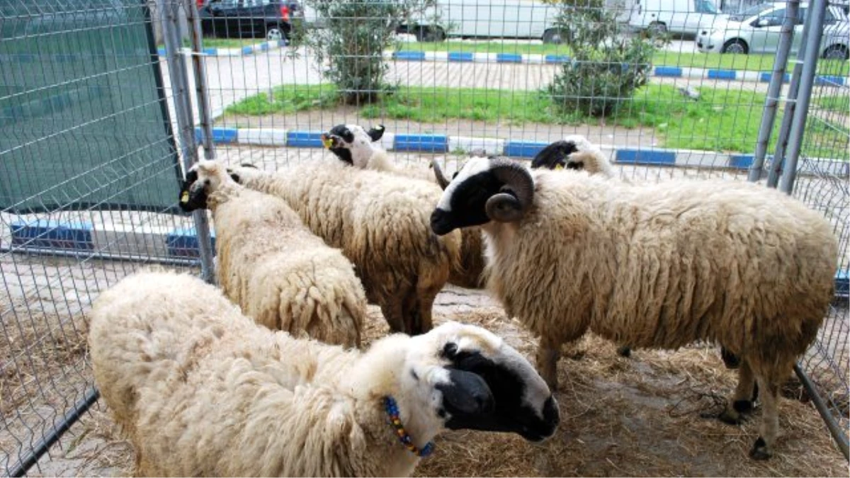 Koyun Keçi Desteklemeleri İçin Başvuru Uyarısı