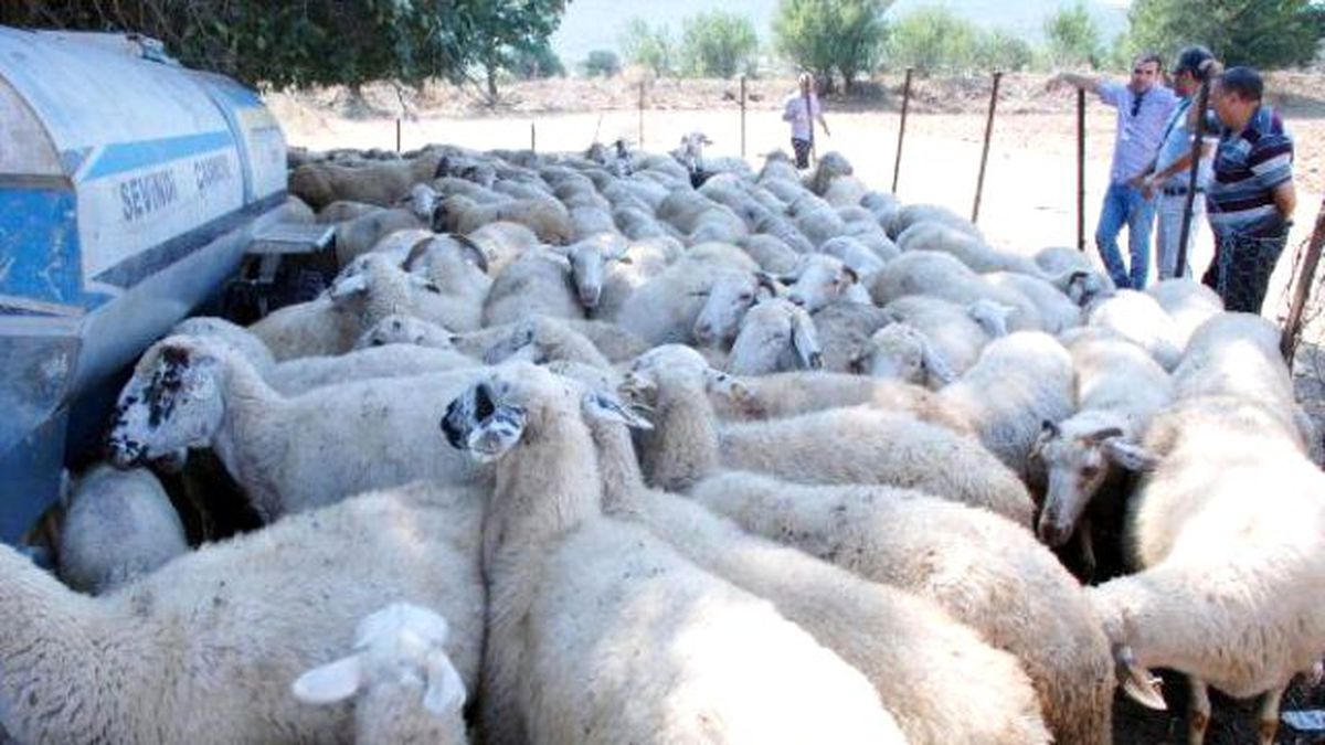 Sürüye Kurt Saldırdı, 31 Hayvan Telef Oldu