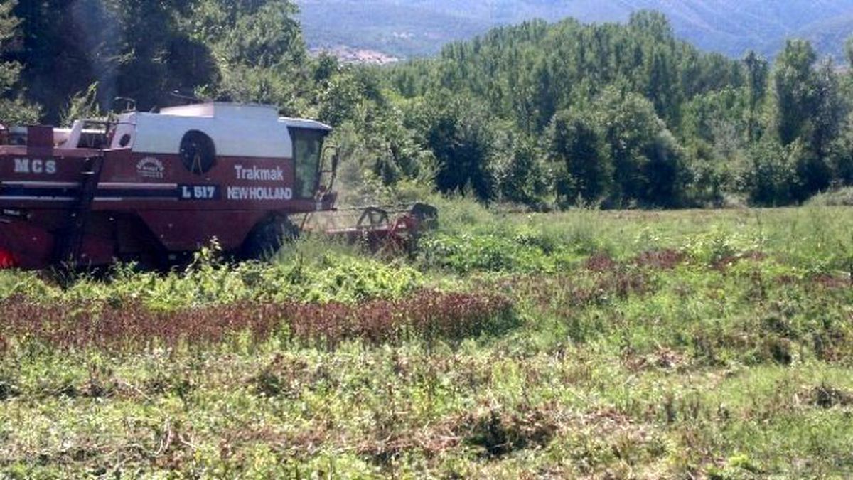 Tosya\'da İlk Defa Ekilen Aspir\'in Hasadı Yapıldı