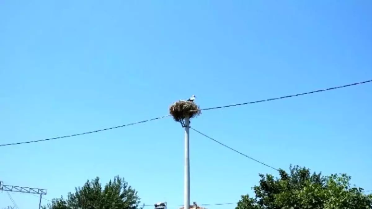 Uedaş\'tan Leyleklere Özel Yuva