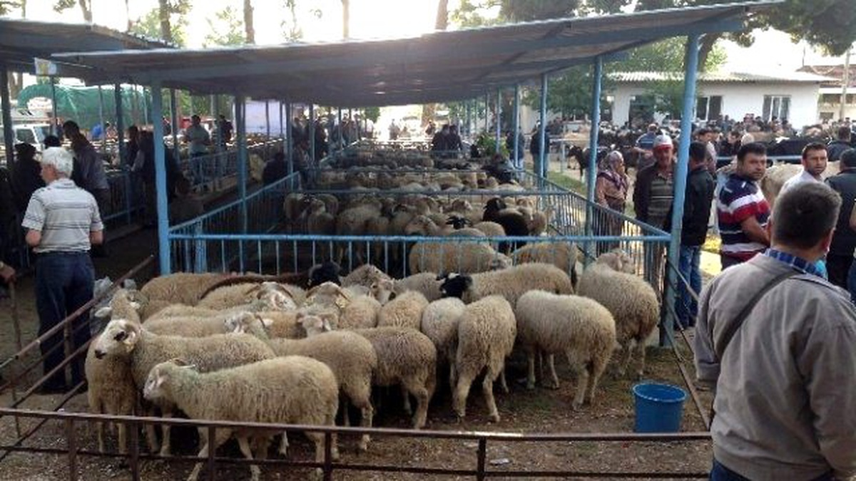 Efeler\'de Çalışan Koyun Söke Pazarında Ortaya Çıktı