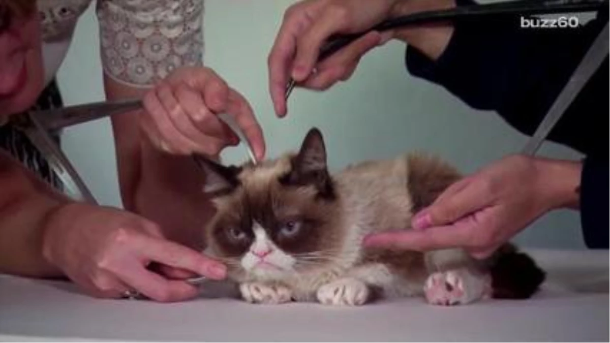Grumpy Cat\'s Getting A Wax Figure At Madame Tussauds, And Looks Totally Unimpressed