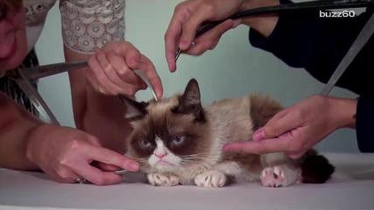 Grumpy Cat's Getting A Wax Figure At Madame Tussauds, And Looks Totally Unimpressed