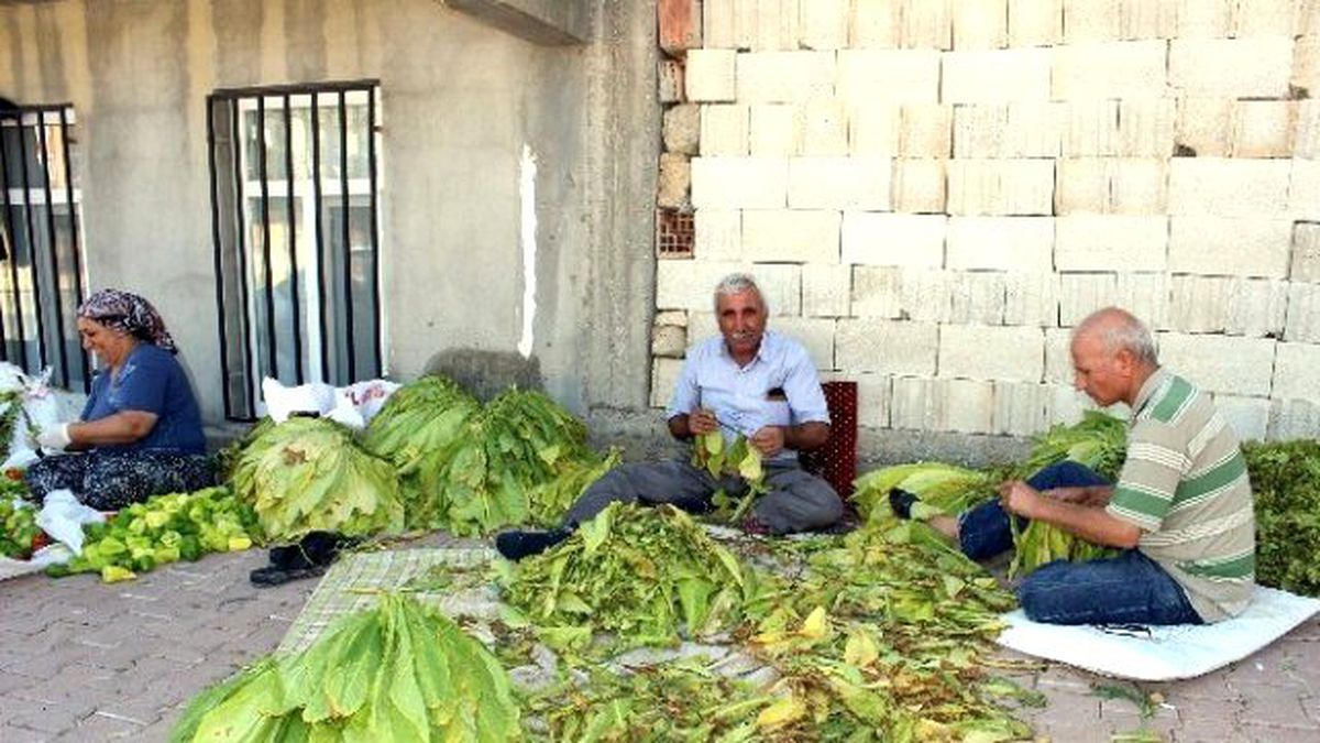 İlk Tütünler Saplanmaya Başladı