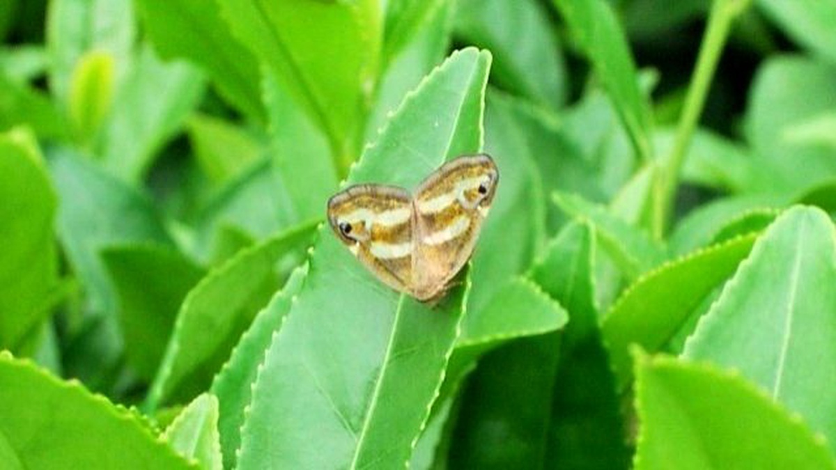 Rize\'de Kelebek İstilası Çay Üreticilerini Tedirgin Etti