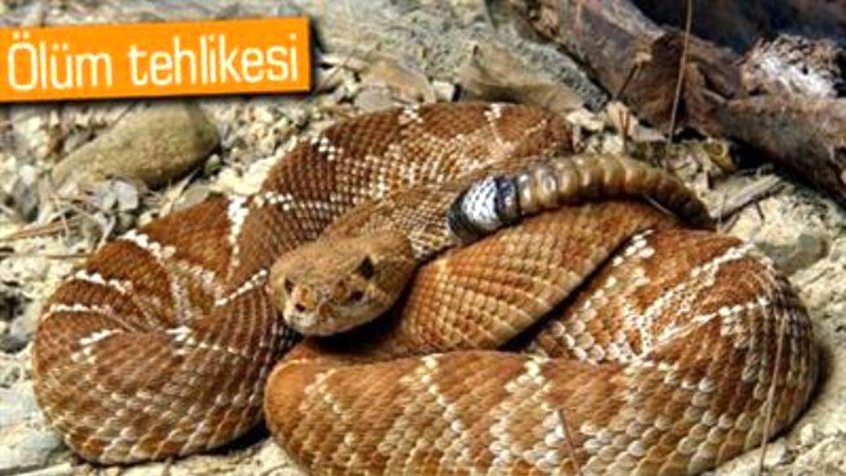 Selfie Çekeyim Derken Çıngıraklı Yılan Isırdı