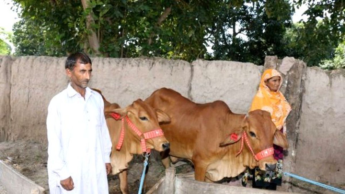 Tika\'nın Desteğiyle Pakistan\'da Evde Süt Üretimi Teşvik Ediliyor