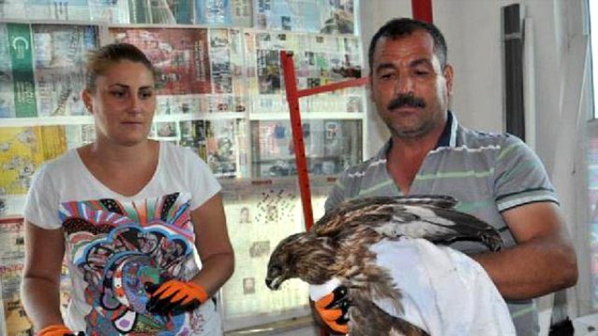 Yaralı Şahin, Koruma Altına Alındı