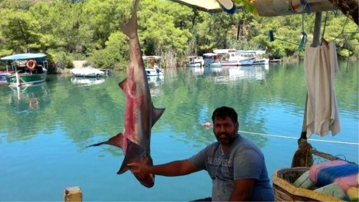 Marmarisli Balıkçının Oltasına 2.5 Metrelik Köpek Balığı Takıldı