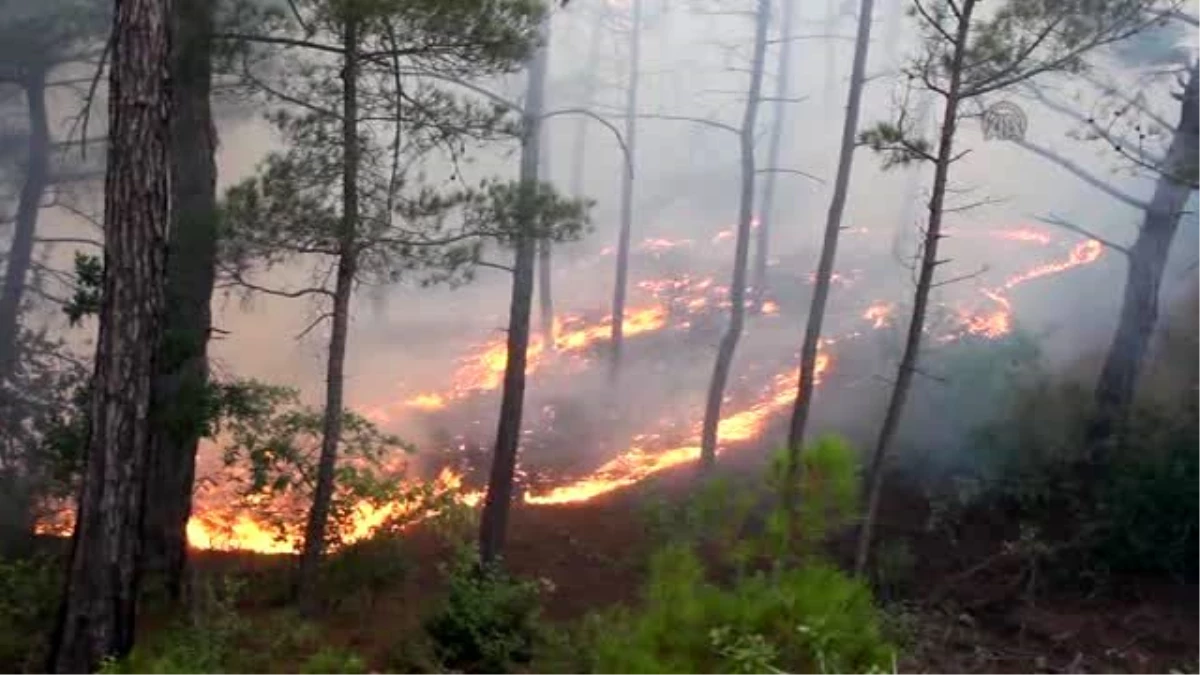Orman Yangını