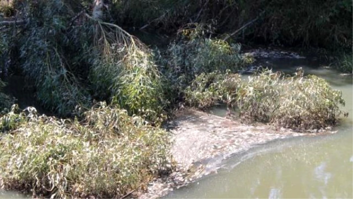 Atakent\'te Yüzlerce Balık Sulama Kanalında Öldü