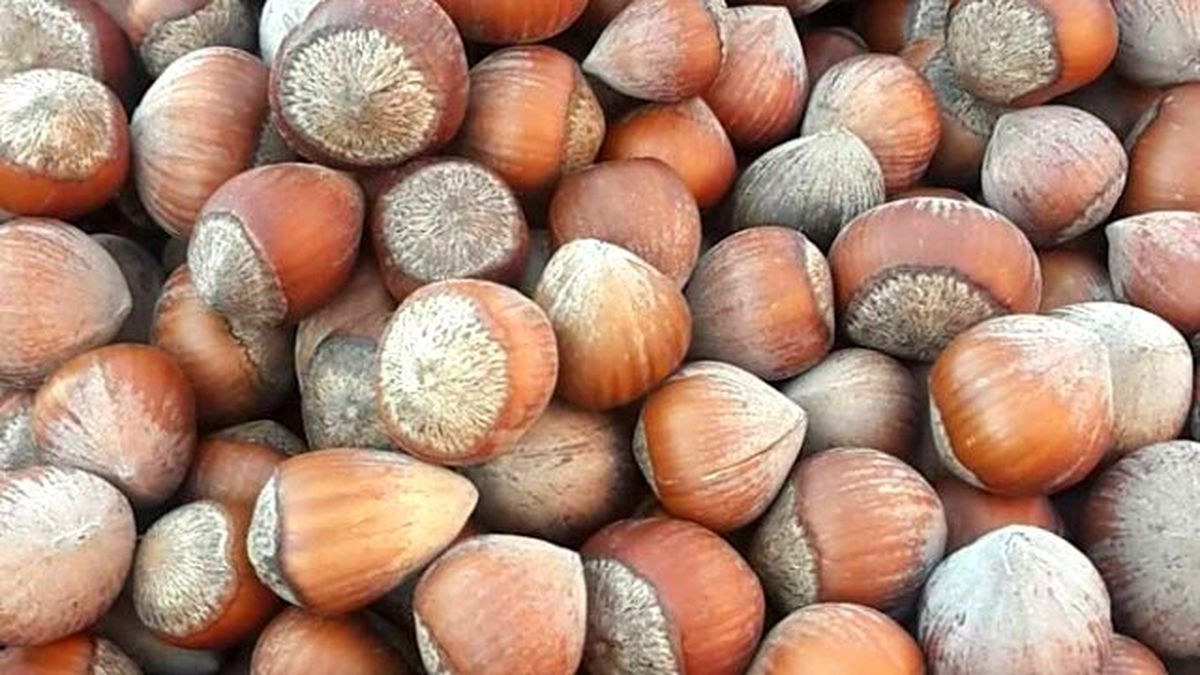Fındık Rekoltesi Beklenenden Düşük