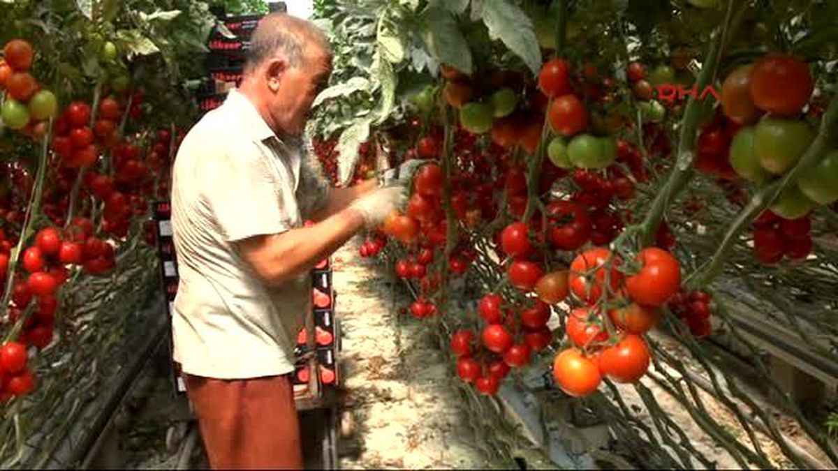 Ankara\'nın Domatesi Yozgat\'tan