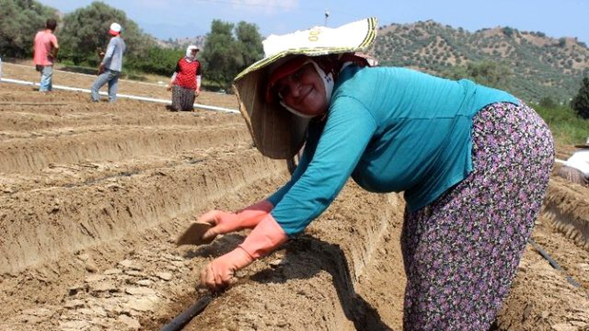 Aydın\'da Tarlalar Çilek Üretimine Hazırlanıyor